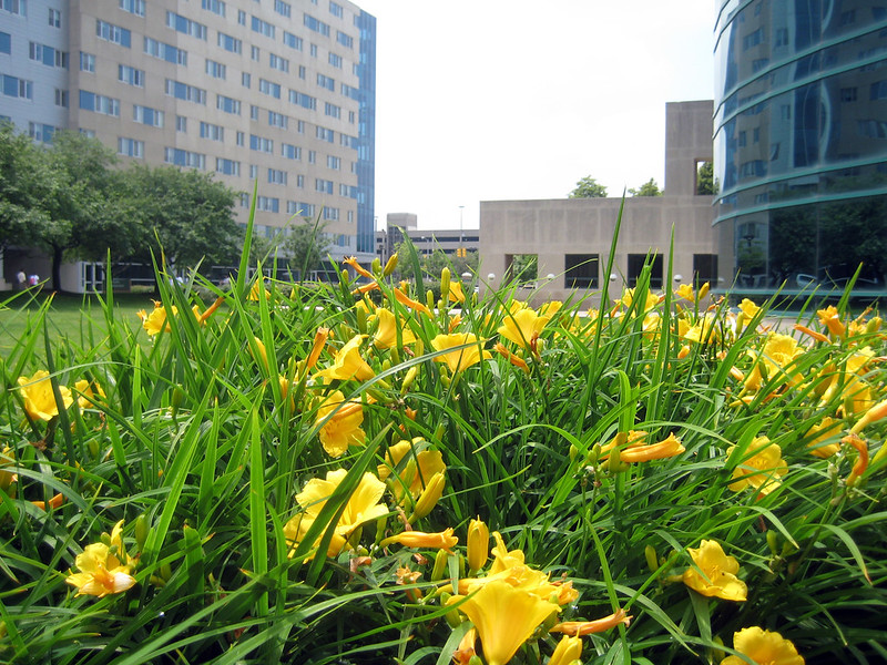 Flowers on WSU campus